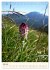 Einheimische Orchideen (Tischkalender... - Bild 13