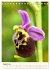 Einheimische Orchideen (Tischkalender... - Bild 14