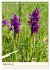 Einheimische Orchideen (Tischkalender... - Bild 15