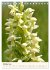 Einheimische Orchideen (Tischkalender... - Bild 3