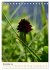 Einheimische Orchideen (Tischkalender... - Bild 4