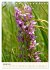 Einheimische Orchideen (Tischkalender... - Bild 7