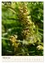 Einheimische Orchideen (Tischkalender... - Bild 8