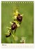 Einheimische Orchideen (Tischkalender... - Bild 9