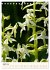 Einheimische Orchideen (Tischkalender... - Bild 10