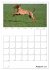 Magyar Vizsla (Wandkalender 2026 DIN A2... - Bild 14
