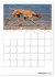 Magyar Vizsla (Wandkalender 2026 DIN A2... - Bild 3