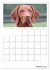 Magyar Vizsla (Wandkalender 2026 DIN A2... - Bild 7