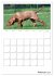 Magyar Vizsla (Wandkalender 2026 DIN A2... - Bild 8