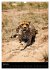 Wildes Afrika (Wandkalender 2026 DIN A3... - Bild 12