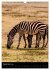 Wildes Afrika (Wandkalender 2026 DIN A3... - Bild 15