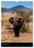 Wildes Afrika (Wandkalender 2026 DIN A3... - Bild 5