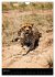 Wildes Afrika (Wandkalender 2026 DIN A4... - Bild 12