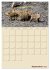 Wildschweine (hochwertiger Premium... - Bild 14