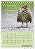 Kölsches Grundgesetz (Tischkalender... - Bild 5