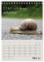 Kölsches Grundgesetz (Tischkalender... - Bild 9