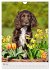 Hundewelpen (Wandkalender 2026 DIN A4... - Bild 11