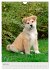 Hundewelpen (Wandkalender 2026 DIN A4... - Bild 12
