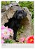 Hundewelpen (Wandkalender 2026 DIN A4... - Bild 13