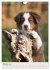 Hundewelpen (Wandkalender 2026 DIN A4... - Bild 3
