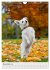 Hundewelpen (Wandkalender 2026 DIN A4... - Bild 4