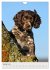 Hundewelpen (Wandkalender 2026 DIN A4... - Bild 7