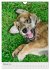 Hundewelpen (Wandkalender 2026 DIN A4... - Bild 8