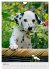 Hundewelpen (Wandkalender 2026 DIN A4... - Bild 10