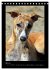 Ein Whippet wird erwachsen... - Bild 11