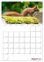 Eichhörnchen Planer 2026 (Wandkalender... - Bild 14