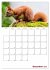 Eichhörnchen Planer 2026 (Wandkalender... - Bild 5