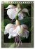 Faszinierende Fuchsien (Tischkalender... - Bild 11