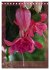 Faszinierende Fuchsien (Tischkalender... - Bild 14