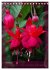 Faszinierende Fuchsien (Tischkalender... - Bild 3
