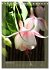 Faszinierende Fuchsien (Tischkalender... - Bild 5
