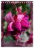 Faszinierende Fuchsien (Tischkalender... - Bild 8