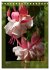 Faszinierende Fuchsien (Tischkalender... - Bild 10