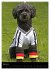 Pudel en vogue (Wandkalender 2026 DIN... - Bild 12