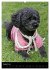 Pudel en vogue (Wandkalender 2026 DIN... - Bild 14