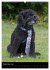 Pudel en vogue (Wandkalender 2026 DIN... - Bild 15