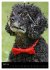 Pudel en vogue (Wandkalender 2026 DIN... - Bild 10