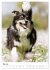 Australian Shepherd - Mit dem Aussie... - Bild 11