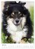 Australian Shepherd - Mit dem Aussie... - Bild 12