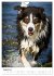 Australian Shepherd - Mit dem Aussie... - Bild 14