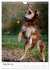 Australian Shepherd - Mit dem Aussie... - Bild 15