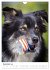 Australian Shepherd - Mit dem Aussie... - Bild 5