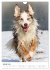 Australian Shepherd - Mit dem Aussie... - Bild 7