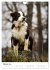 Australian Shepherd - Mit dem Aussie... - Bild 8