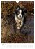 Australian Shepherd - Mit dem Aussie... - Bild 10