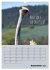 Kölsches Grundgesetz (Wandkalender... - Bild 15